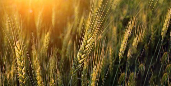 Campo de cereales al atardecer, ideal para la caza en Media Veda.